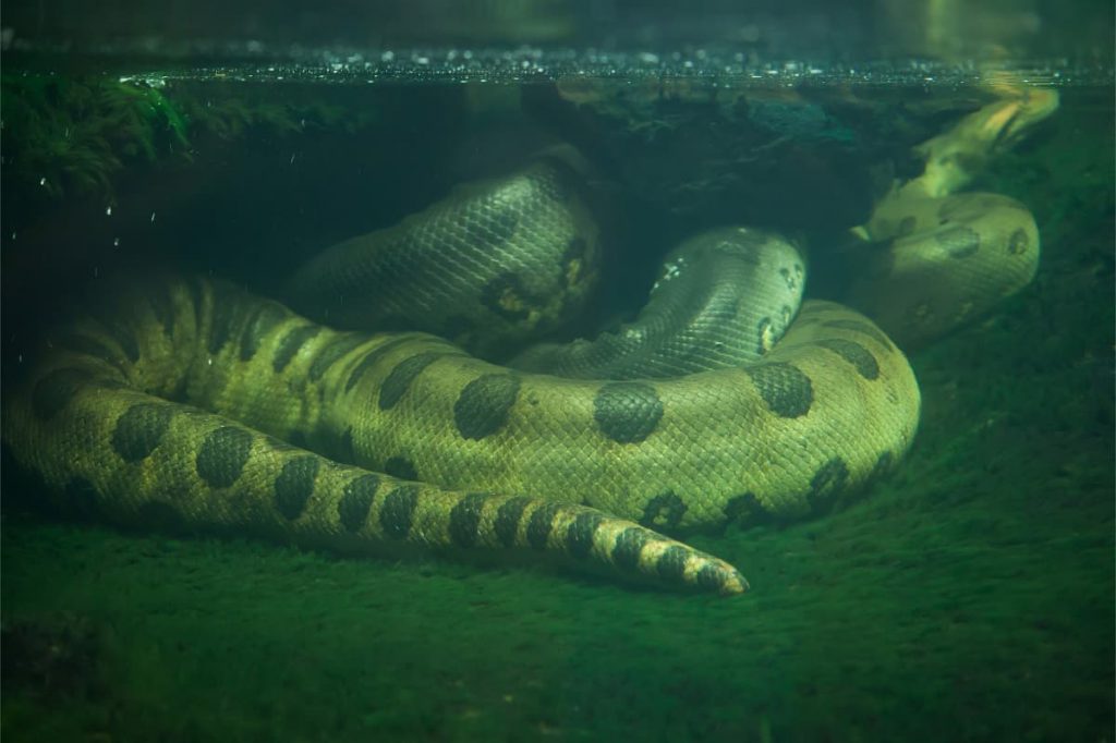 Slangen Groene anaconda